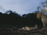 Leopard Stands Beside a Pile of Elephant Bones Killed by Poachers Photographic Print by Michael Nichols