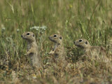 Trio of European Sousliks Alertly Watching and Listening Lámina fotográfica