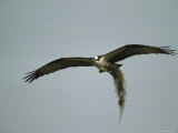 Osprey Carrying Nesting Material Back to its Nest Photographie par Klaus Nigge