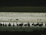 Flock of Silhouetted Common Cranes at Twilight Photographic Print