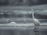 Great Egret Walking in Icy Water in a Winter Landscape Photographic Print