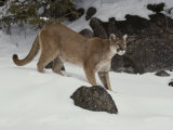 Mountain Lion in a Wintry Landscape Photographic Print