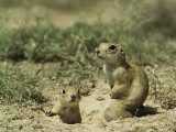 Pair of European Sousliks at the Entrance to Their Burrow Lámina fotográfica