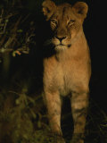 Portrait of an African Lioness in the Sun Photographic Print by Kim Wolhuter