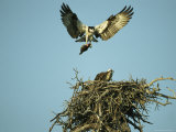 Osprey Carrying a Fish Back to its Nest Photographic Print