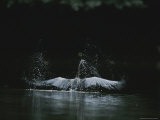 African Darter Bird Splashes in a River in Loango National Park Photographic Print by Michael Nichols