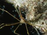 Close View of an Arrow Crab Crawling along a Reef Photographic Print by Brian J. Skerry