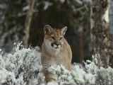 Mountain Lion in a Snowy Landscape Photographie