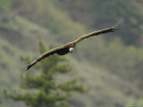 Cinereous Vulture in Flight Photographic Print by Klaus Nigge