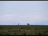 A Crane and a Fox Silhouetted against a Pale Blue Sky Photographic Print