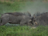 Warthogs Fighting, Selinda, Botswana Photographic Print
