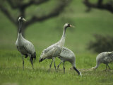 Common Cranes Feeding in Grass Photographic Print