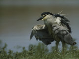 Small Heron with Ruffled Feathers Standing near Water Photographic Print