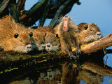 Litter of Young Nutrias, Louisiana Photographie
