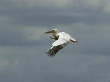 Eastern White Pelican in Flight Photographic Print