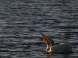 American White Pelican Eating, Klamath Basin Refuge Complex, Oregon Photographic Print