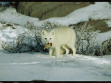 An Arctic Fox with a Fresh Kill in Its Mouth Photographic Print