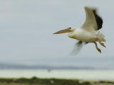 Eastern White Pelican in Flight Photographic Print