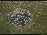 Aerial of a Group of Geese on a Rocky Outcrop in Sun Dappled Water Photographic Print