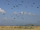 Flock of Common Cranes in Flight and Another at Rest on the Ground Photographic Print