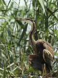 Purple Heron in Tall Aquatic Grasses Photographic Print by Klaus Nigge