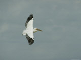 Eastern White Pelican in Flight Photographic Print