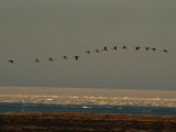 A Flock of Canada Geese in Flight Lámina fotográfica por Norbert Rosing