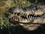 Partially Submerged American Alligator in Duckweed-Covered Water, Lake Martin, Louisiana Photographic Print
