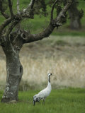 Common Crane Standing in Grass under a Gnarled Tree Photographic Print