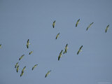 Flock of Eastern White Pelicans in Flight Photographic Print
