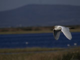 Egret Flying on the Klamath Basin Refuge Complex, Oregon Photographic Print