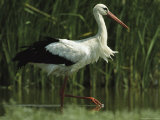 White Stork Striding in Shallow Water Photographic Print
