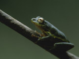 Cinnamon-Bellied Reed Frog Perches on a Tree Branch Photographic Print by Michael Nichols