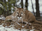 Mountain Lion Stalks its Prey Lámina fotográfica Mountain Lion Stalks its Prey Lámina fotográfica