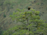 Cinereous Vulture Perched in a Pine Tree Photographic Print by Klaus Nigge