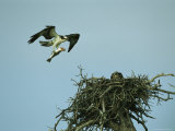 Osprey Carrying a Fish Back to its Nest Photographic Print