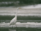 Great Egret Walking in Icy Water in a Winter Landscape Photographic Print