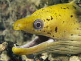 Close View of the Head and Gaping Jaw of a Moray Eel Photographic Print