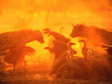 Spotted Hyenas and Vultures Squabbling over the Carcass of an Elephant, Botswana Photographic Print
