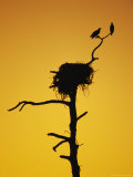 Pair of Ospreys Perched on a Limb above Their Nest at Twilight Photographie par Klaus Nigge