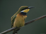 Blue-Breasted Bee Eater Bird Perches on a Tree Branch Photographic Print