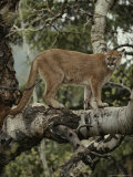 Mountain Lion Surveys its Territory from a Tree Photographic Print