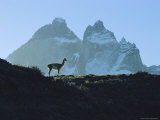 Guanaco Stands Against Mountain Backdrop, Andes Mountains, Tierra del Fuego, Chile Lámina fotográfica Guanaco Stands Against Mountain Backdrop, Andes Mountains, Tierra del Fuego, Chile Lámina fotográfica