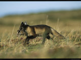 An Arctic Fox Carrying a Fresh Kill in Its Mouth Photographic Print
