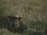Red River Hog Hides in the High Grass of Loango National Park Photographie