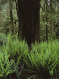 Deer Fern Encircle a Tree in a Vancouver Island Rain Forest, British Columbia, Canada Photographic Print
