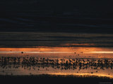 Silhouetted Common Cranes at Waters Edge at Twilight Photographic Print