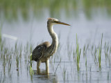 Purple Heron Wading in Water Watching for Passing Fish Photographic Print by Klaus Nigge