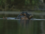 Hippopotamuses Swim in a Deep Pool in Gabons Loango National Park Photographic Print by Michael Nichols