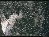 Aerial View of Pelicans Scattered in Flight Photographic Print by Bobby Haas